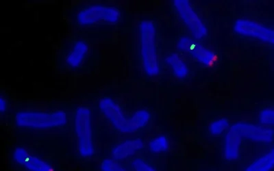 2023-01-TN-FISH-Testing-in-Cancer